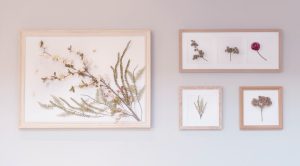 Cuadros con flores prensadas en marcos de madera colgados en pared clara, decoración delicada ideal para casas de playa.